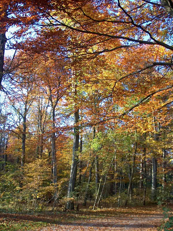 Nyphenburger Park 032 